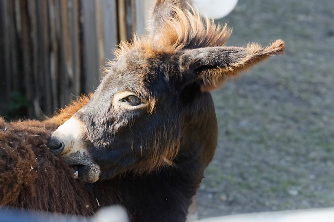 Chartreuse de Valbonne-078